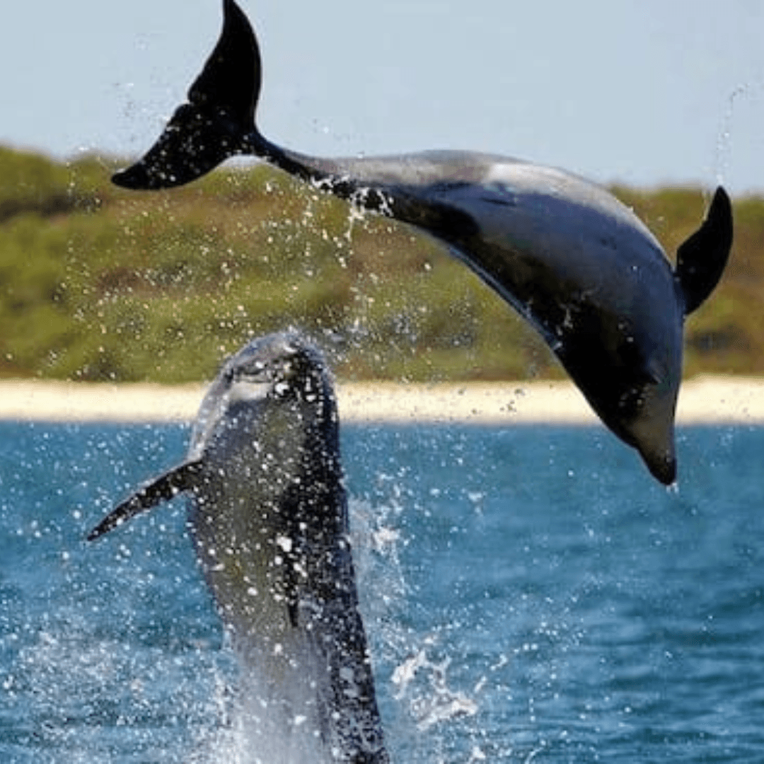 Dolphin Trip view 1